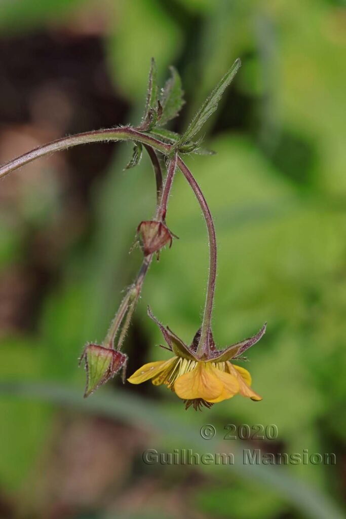Geum rivale x urbanum vers Kloten (Suisse, Zurich)