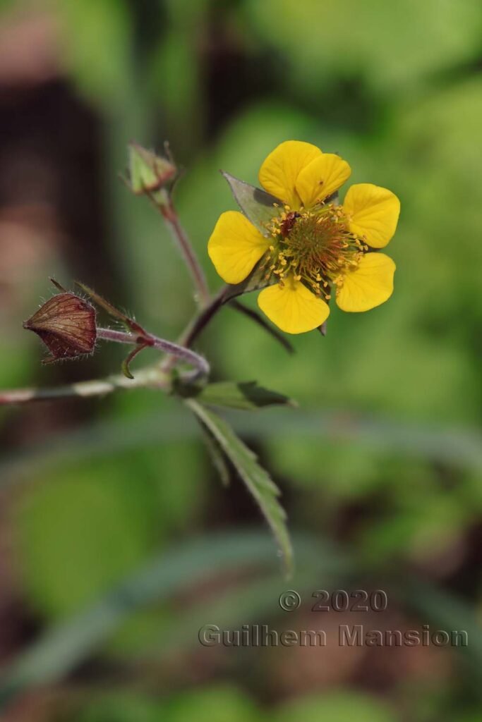 Geum rivale x urbanum vers Kloten (Suisse, Zurich)