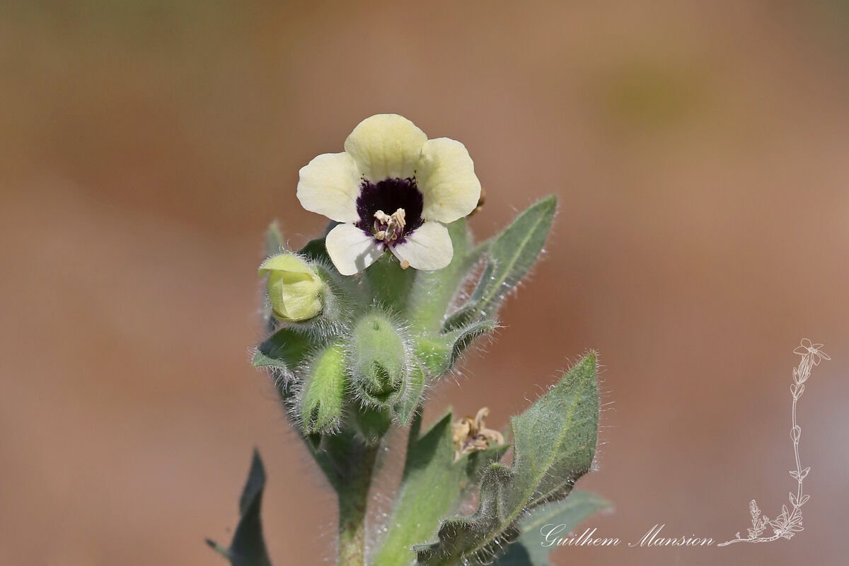 Hyoscyamus albus au Barranco de Ruiz (Espagne, Tenerife)
