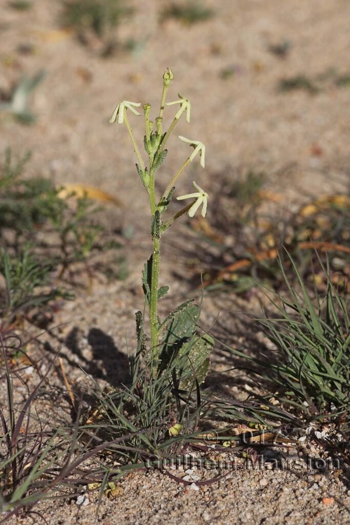 Lyperia tristis dans les Cederberg (Afrique du Sud)
