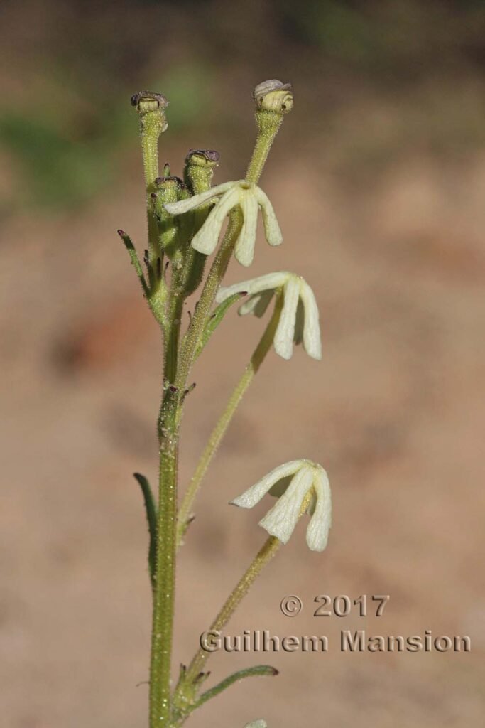 Lyperia tristis dans les Cederberg (Afrique du Sud)