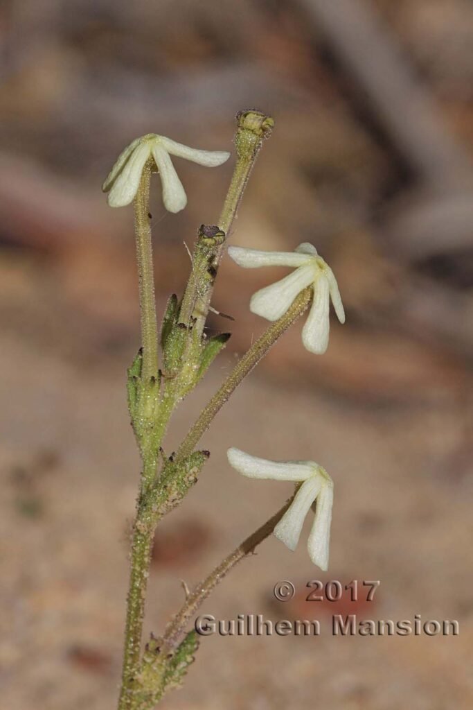 Lyperia tristis dans les Cederberg (Afrique du Sud)