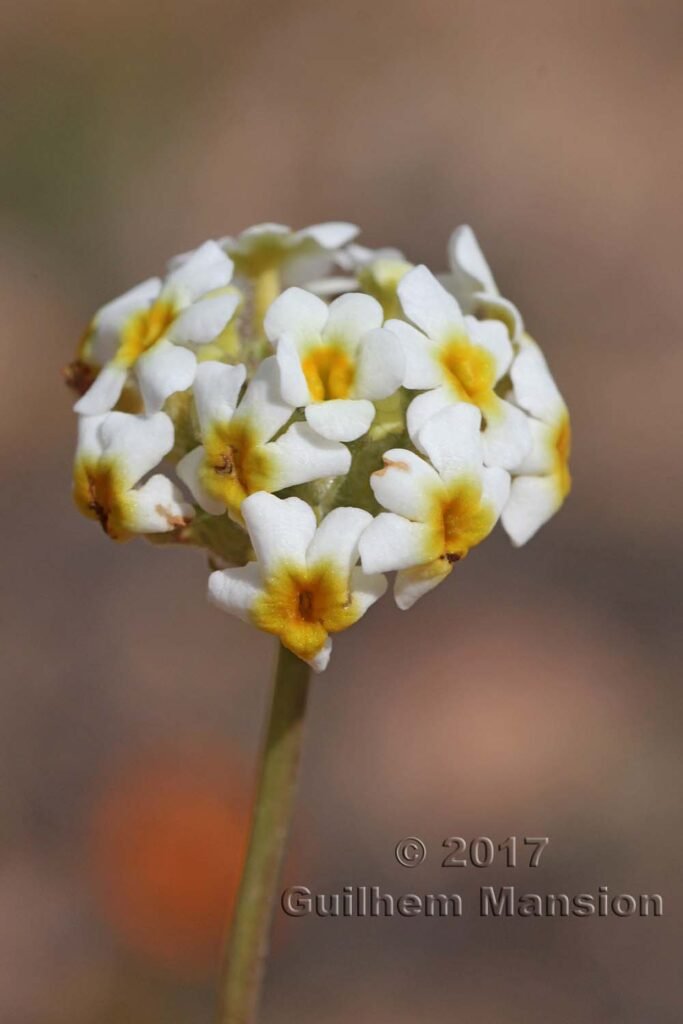Manulea altissima vers Springbok (Afrique du Sud, Namaqualand)