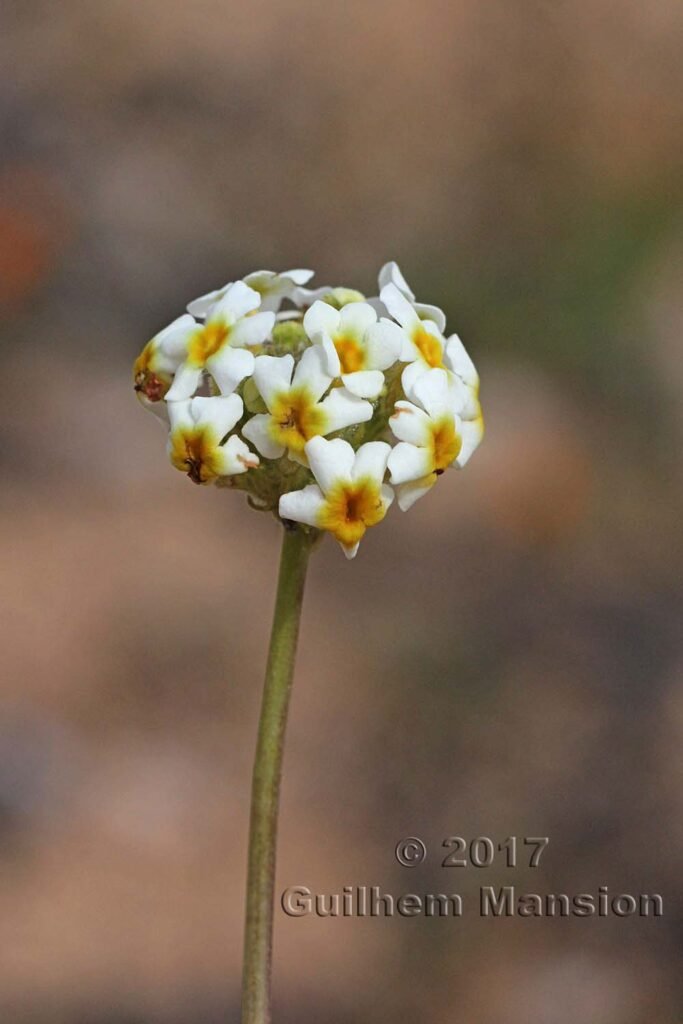 Manulea altissima vers Springbok (Afrique du Sud, Namaqualand)