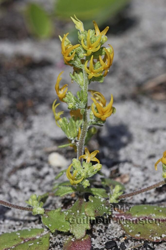 Manulea cheiranthus à Table Mountain National Park (Afrique du Sud)