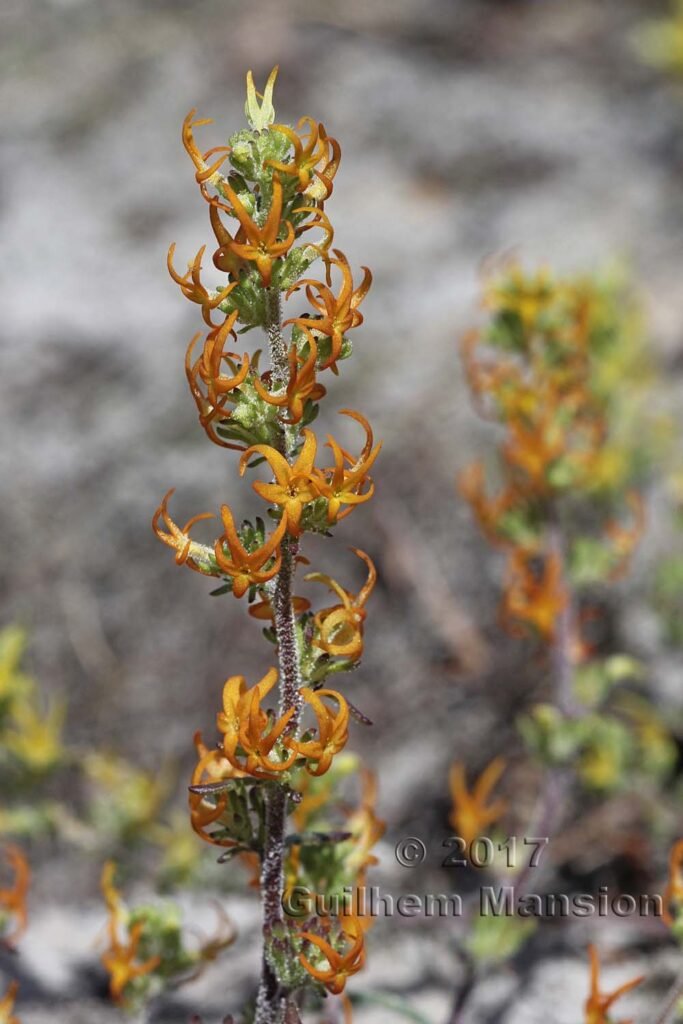 Manulea cheiranthus à Table Mountain National Park (Afrique du Sud)