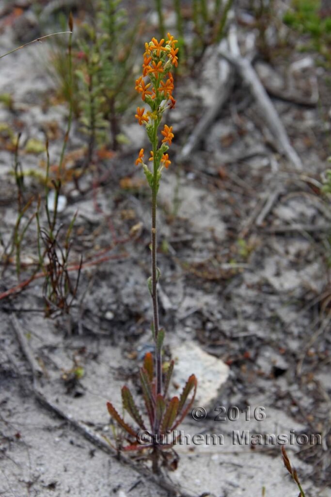 Manulea rubra dans le Agulhas National Park (Afrique du Sud)