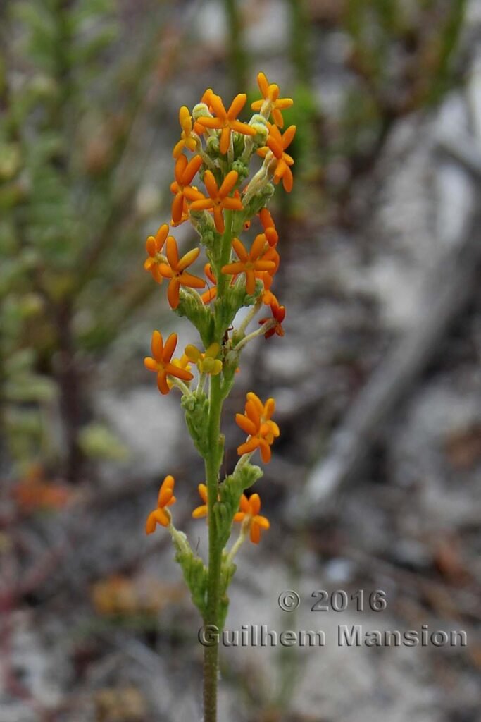 Manulea rubra dans le Agulhas National Park (Afrique du Sud)