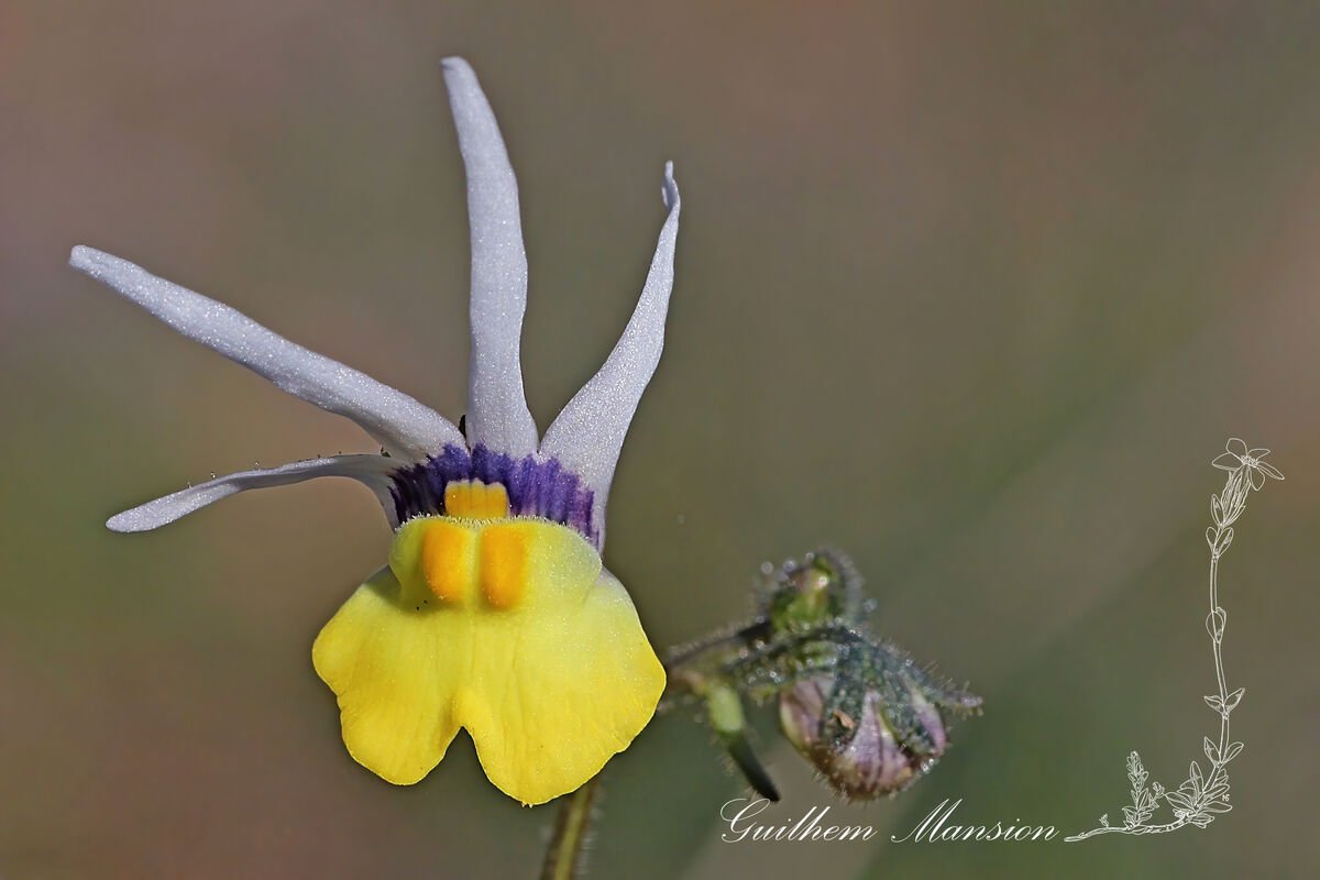 Nemesia cheiranthus