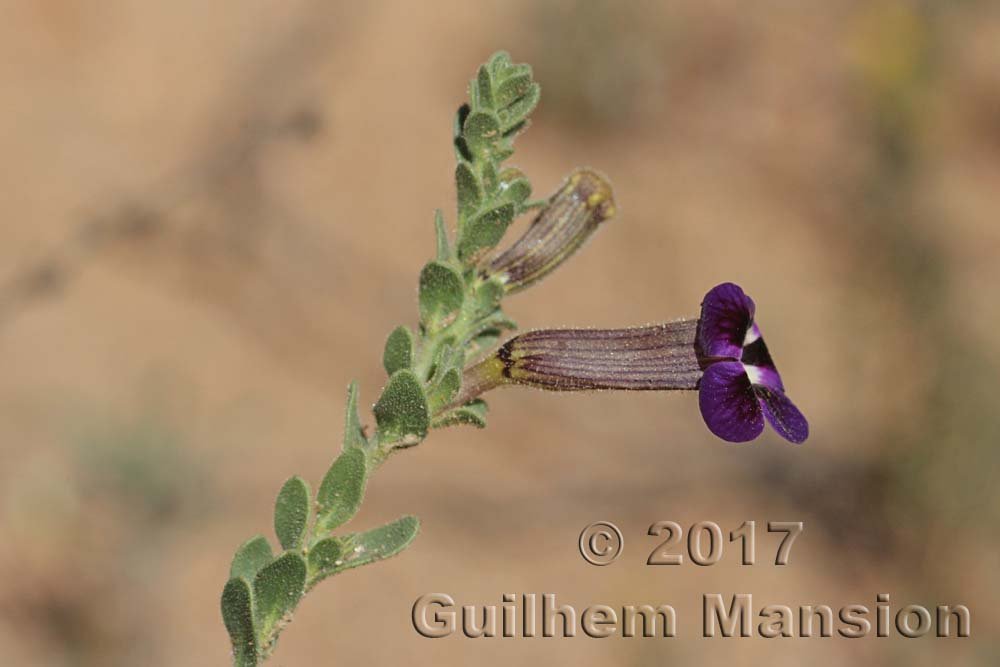 Peliostomum virgatum vers Kamiesberg (Afrique du Sud)