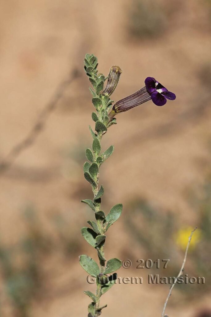 Peliostomum virgatum vers Kamiesberg (Afrique du Sud)