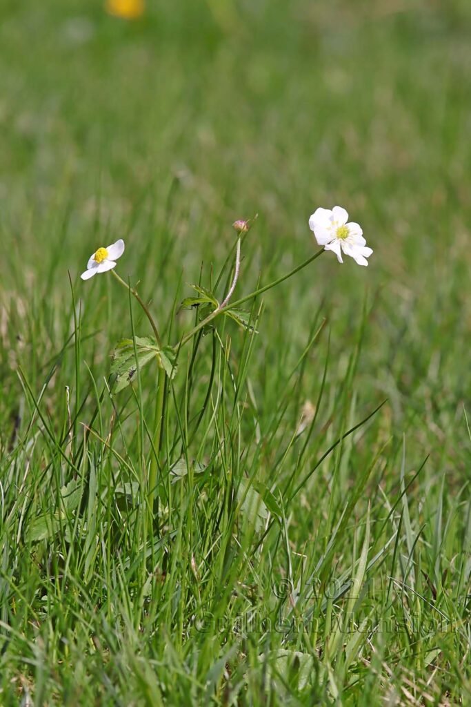 Ranunculus aconitifolius dans la région de l'Entlebuch (Suisse, Lucerne)