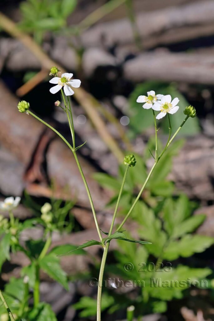 Ranunculus aconitifolius vers Derborence (Suisse, Valais)