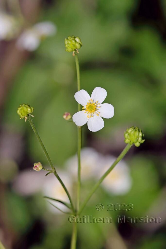 Ranunculus aconitifolius vers Derborence (Suisse, Valais)