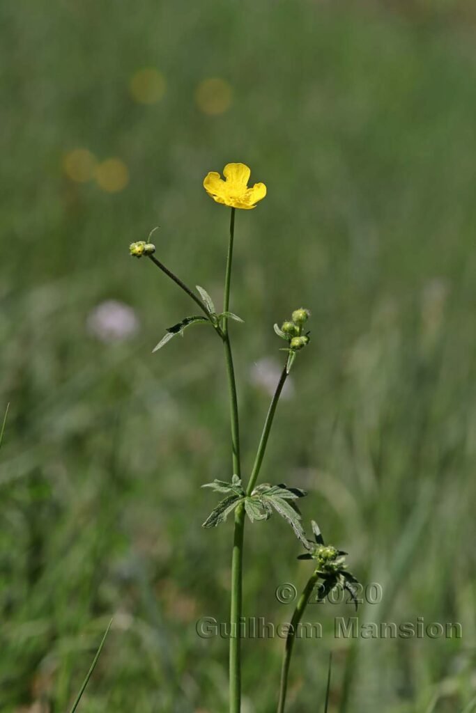 Ranunculus acris sur les Laegern (Suisse, Zurich)