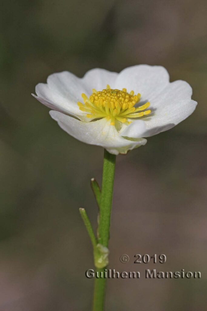 Ranunculus alpestris vers Kandersteg (Suisse, Berne)