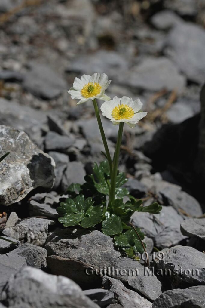 Ranunculus alpestris vers Kandersteg (Suisse, Berne)