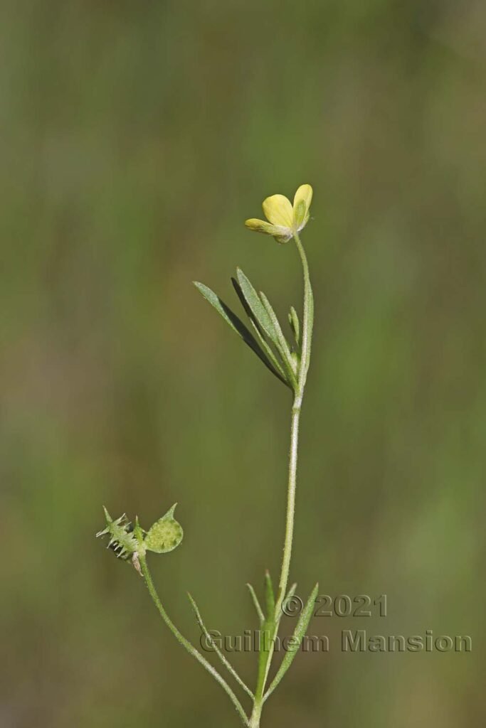 Ranunculus arvensis entre Brentjong et Turtmann (Valais, Suisse)