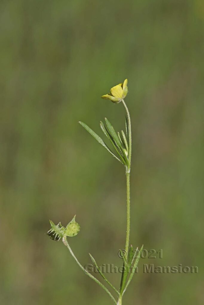 Ranunculus arvensis entre Brentjong et Turtmann (Valais, Suisse)