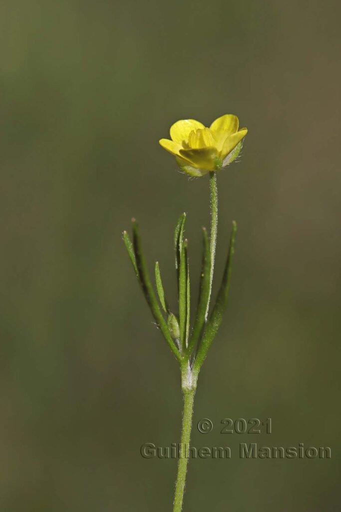 Ranunculus arvensis entre Brentjong et Turtmann (Valais, Suisse)