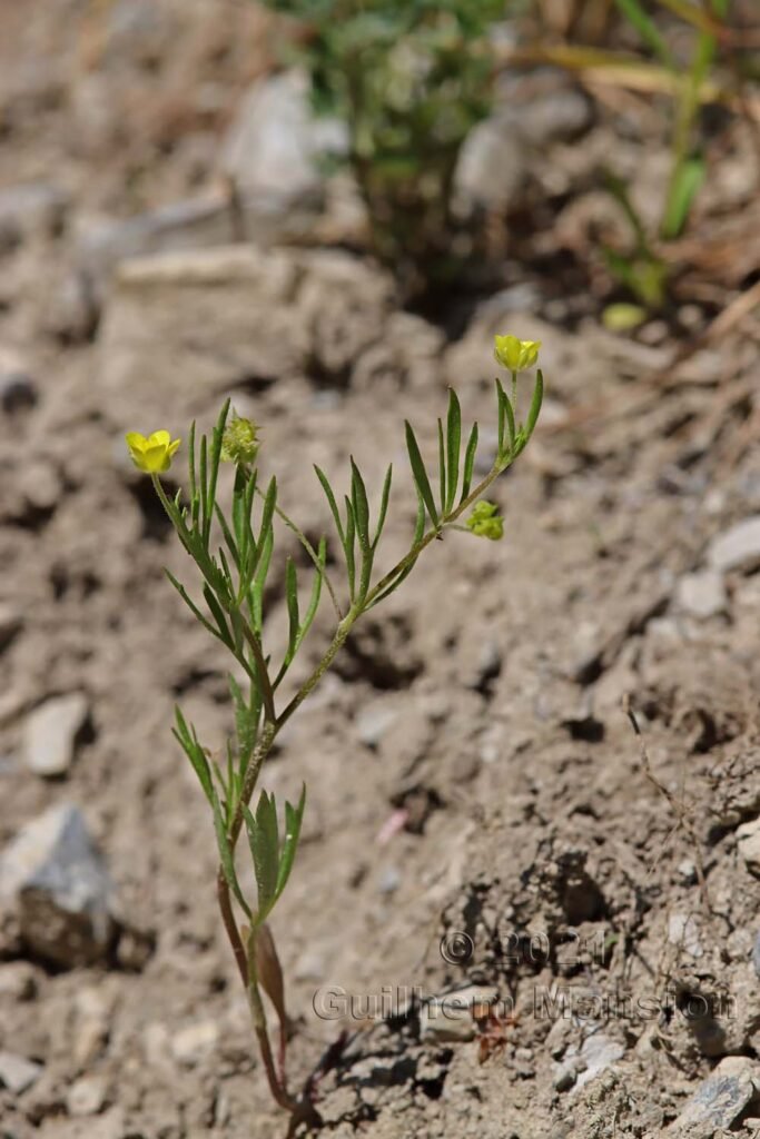 Ranunculus arvensis entre Brentjong et Turtmann (Valais, Suisse)