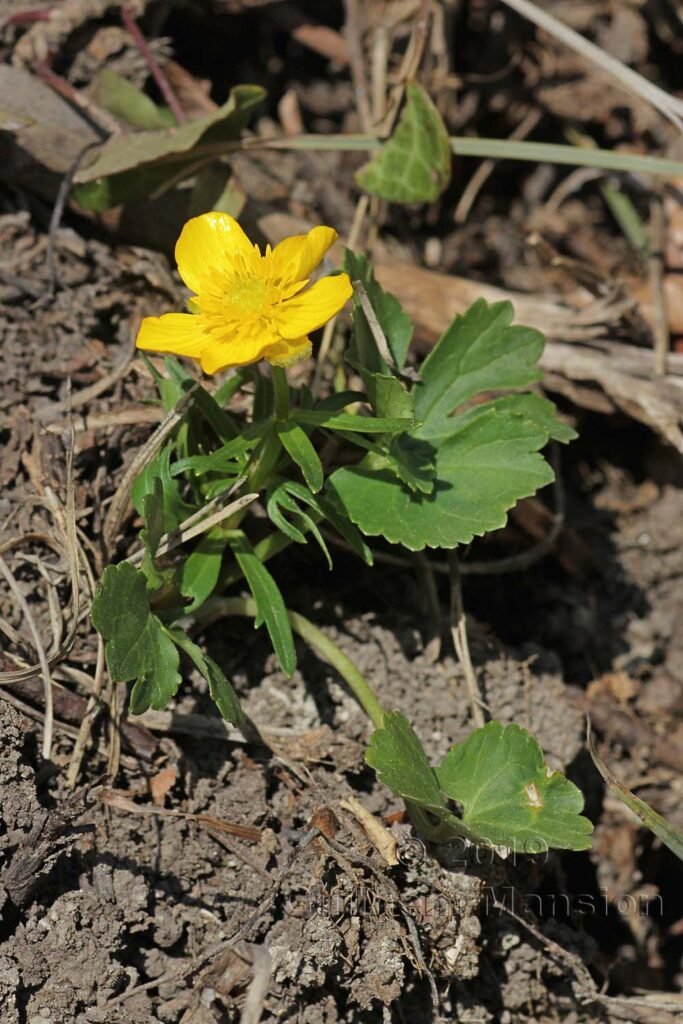 Ranunculus auricomus vers Herznach (Suisse, Argovie)