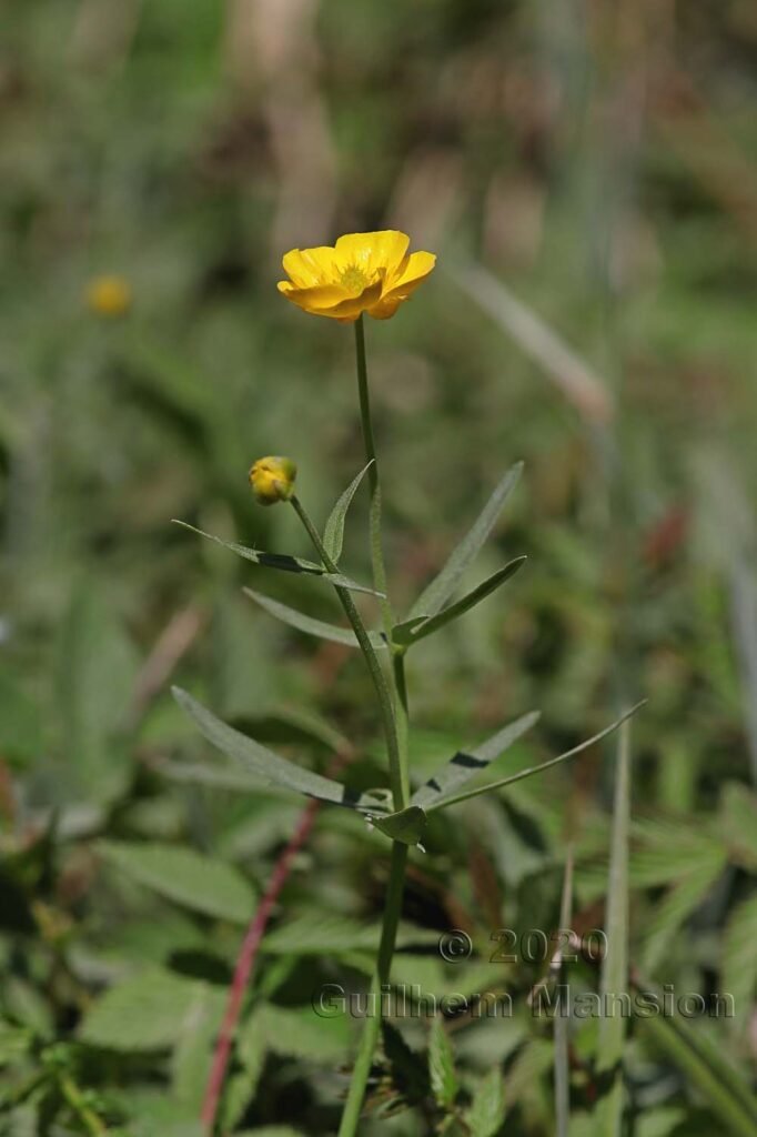 Ranunculus auricomus vers Kloten (Suisse, Zurich)