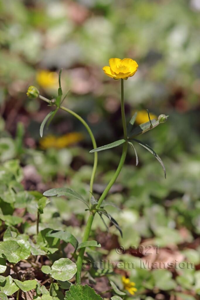Ranunculus auricomus vers Brugg (Argovie, Suisse)