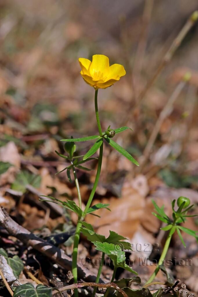 Ranunculus auricomus vers Olten (Suisse, Soleure)