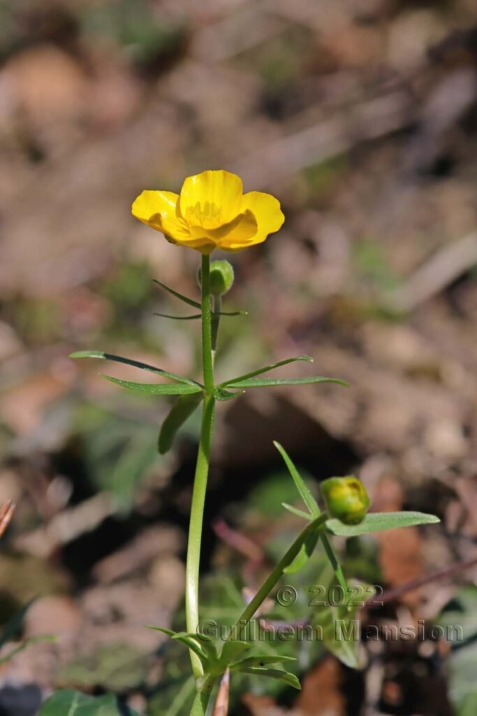 Ranunculus auricomus vers Olten (Suisse, Soleure)