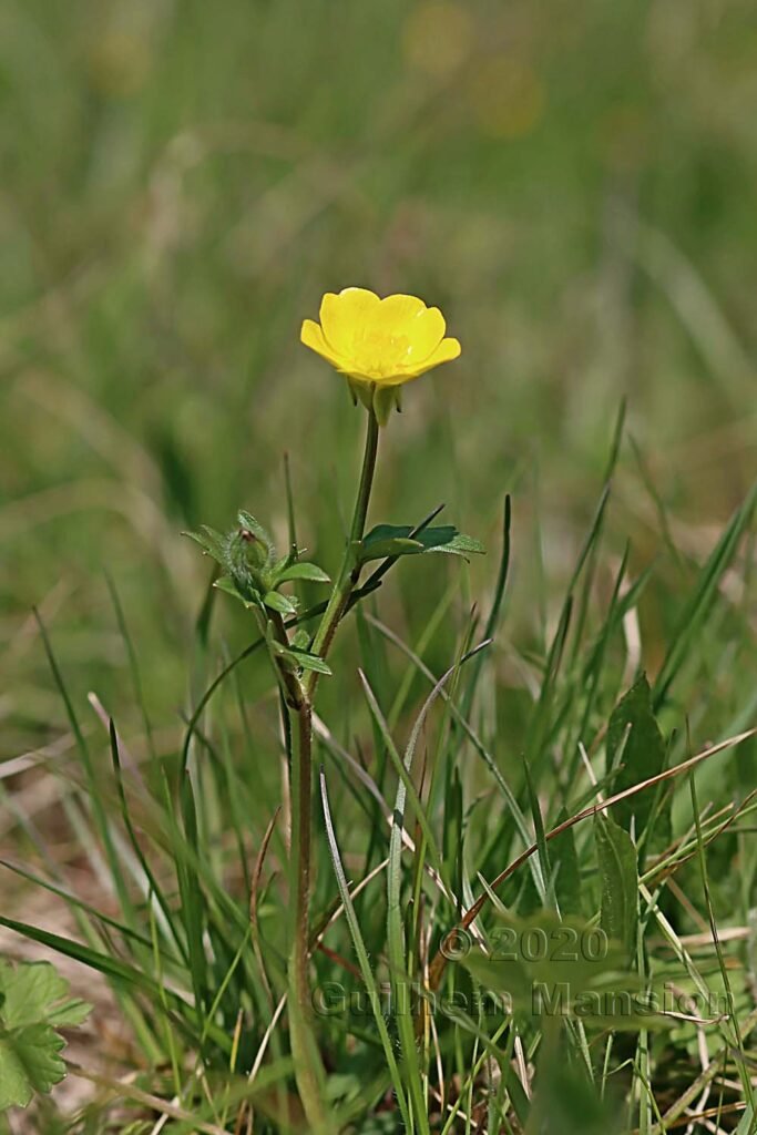Ranunculus bulbosus vers Otelfingen (Suisse, Zurich)