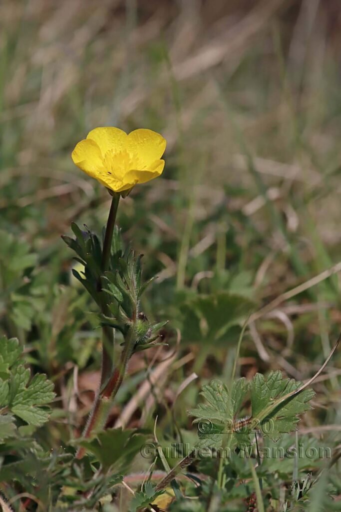 Ranunculus bulbosus vers Otelfingen (Suisse, Zurich)