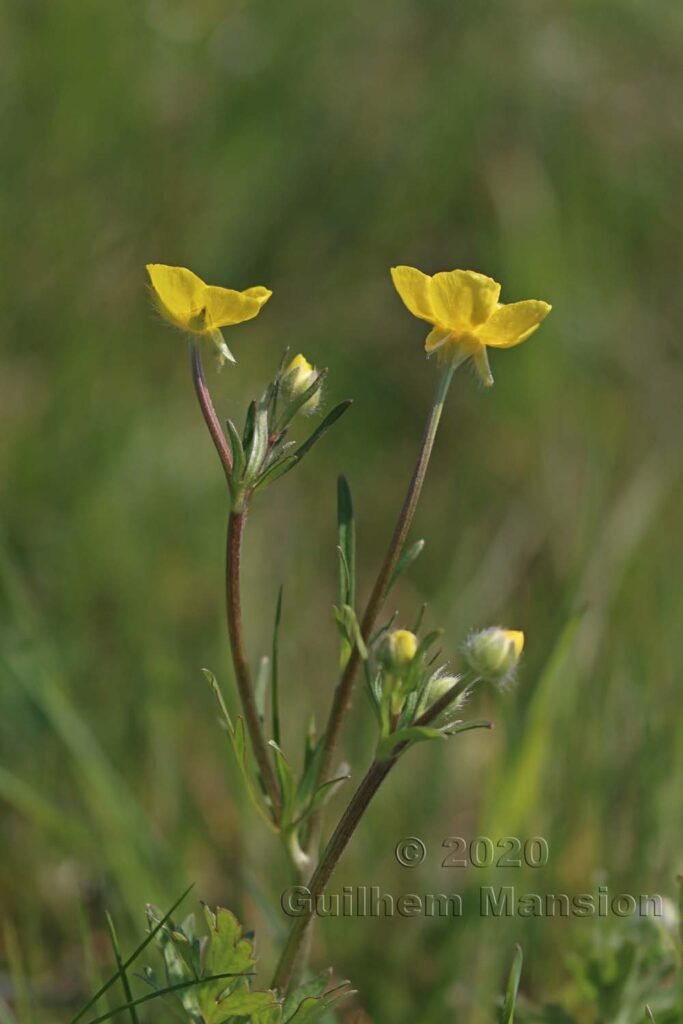 Ranunculus bulbosus vers Buchs (Suisse, Zurich)