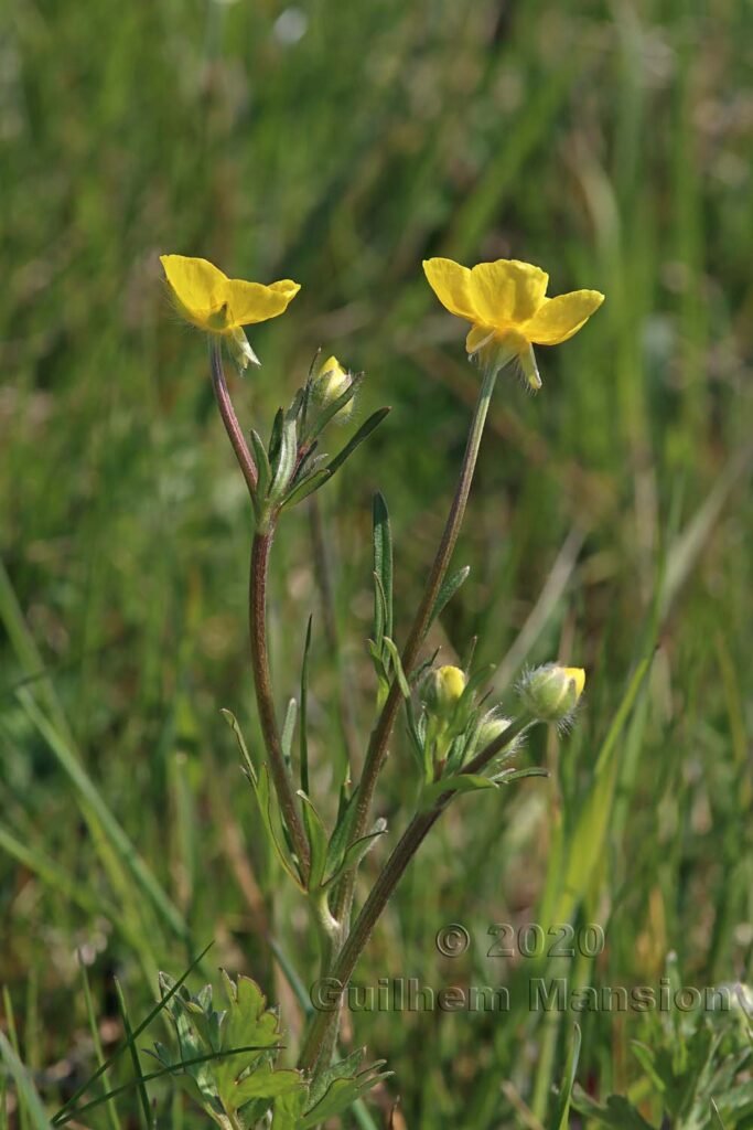 Ranunculus bulbosus vers Buchs (Suisse, Zurich)