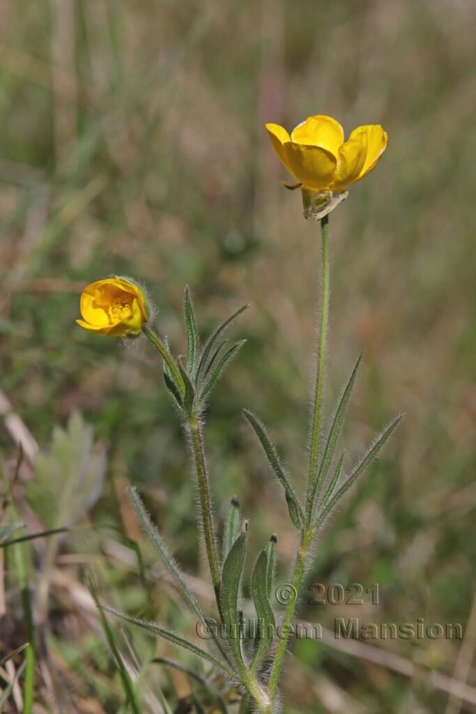 Ranunculus bulbosus vers Sion (Suisse, Valais)