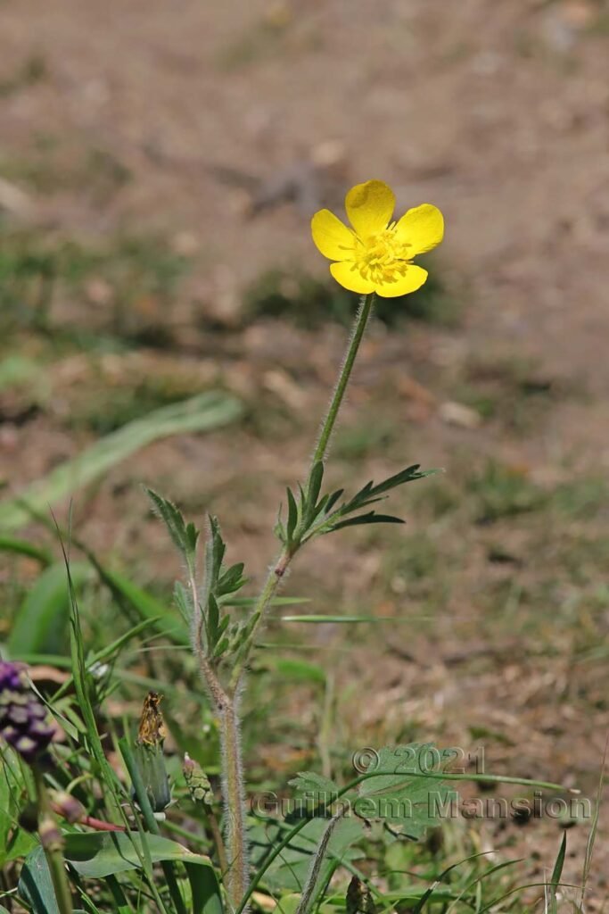 Ranunculus bulbosus aux Follatères (Suisse, Valais)
