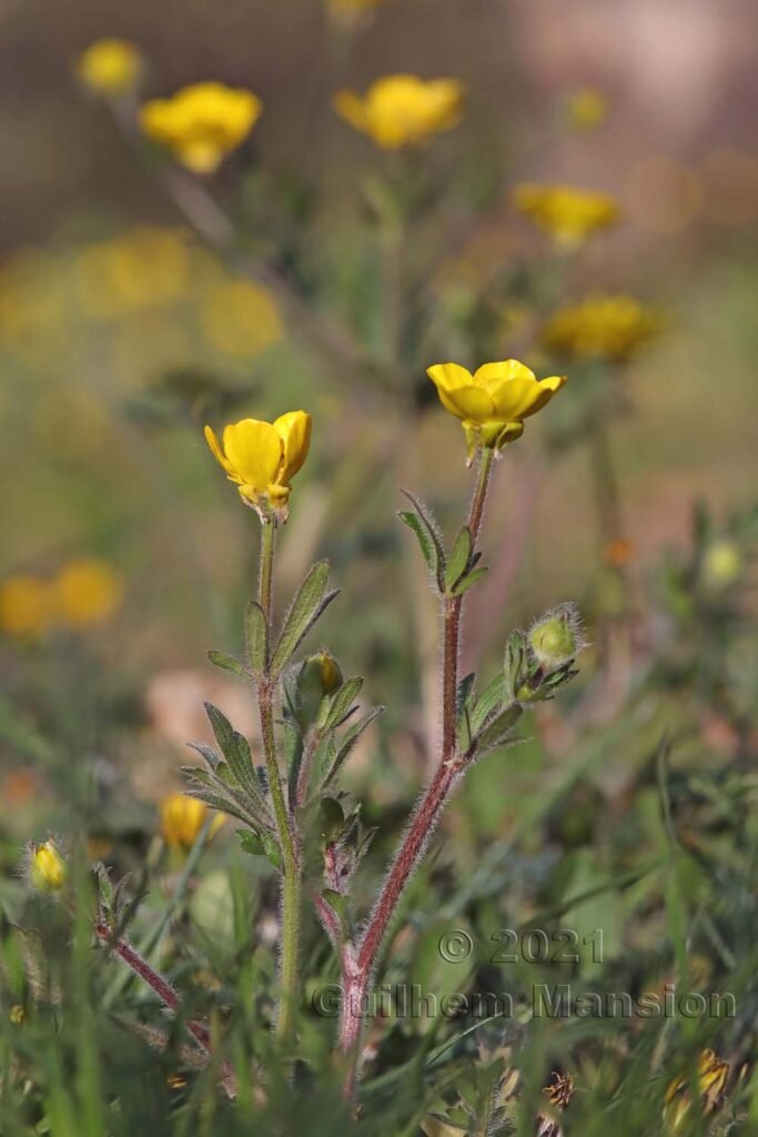 Ranunculus bulbosus aux Follatères (Suisse, Valais)