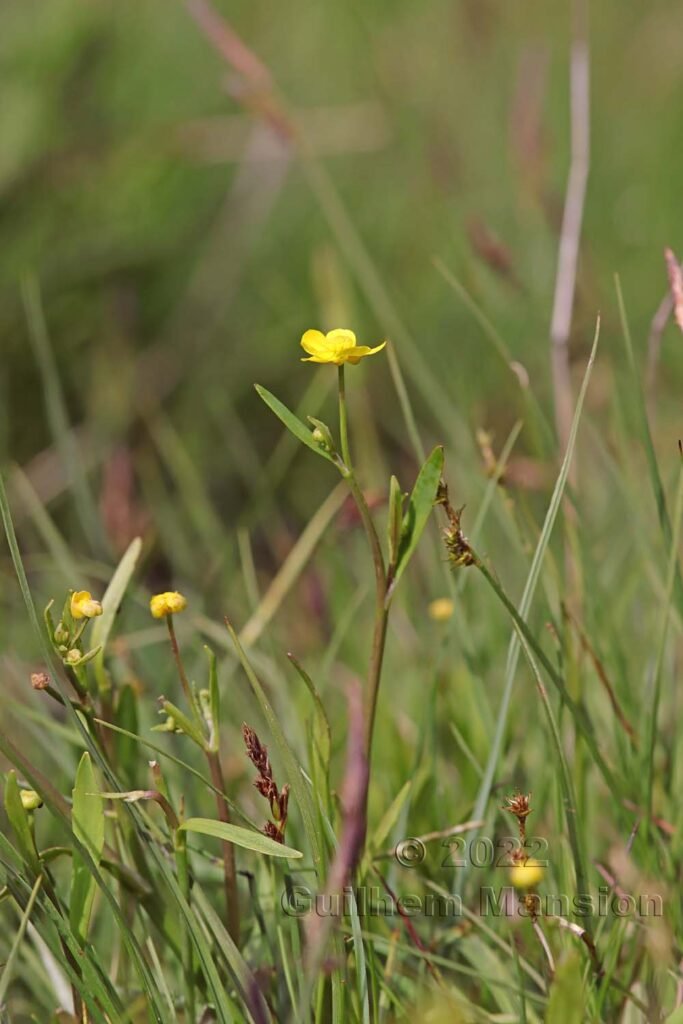 Ranunculus flammula dans la région de l'Entlebuch (Suisse, Lucerne)