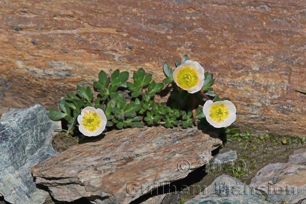 Ranunculus glacialis vers Zermatt (Suisse, Valais)