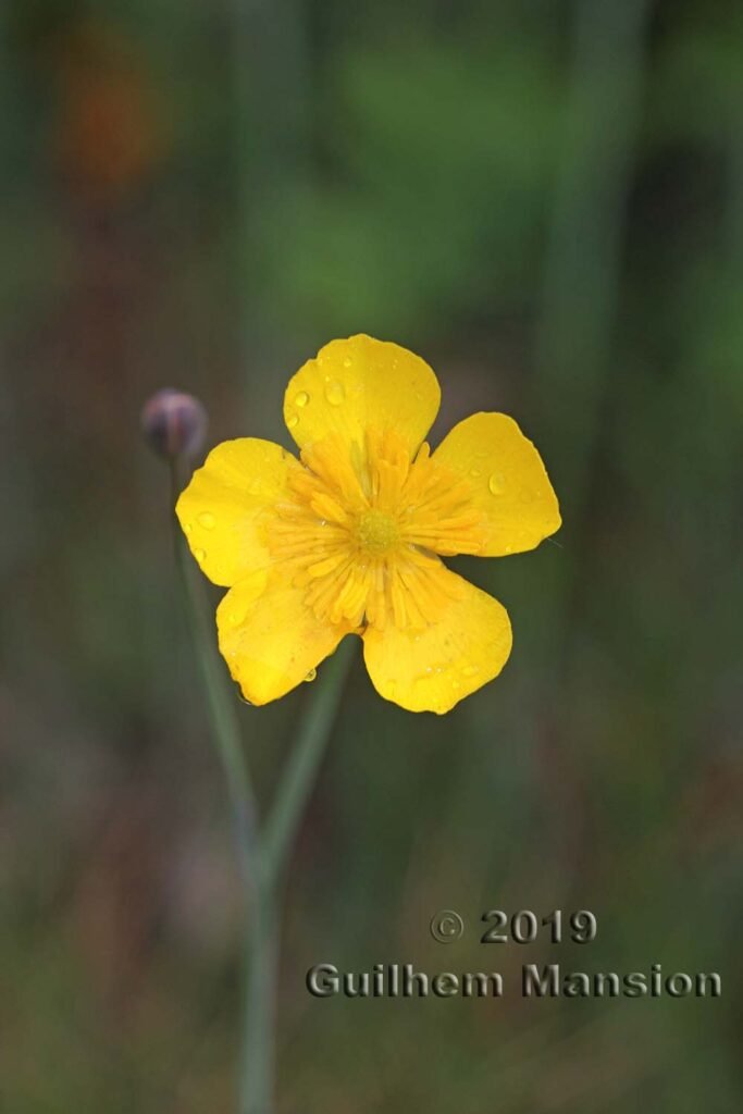 Ranunculus gramineus vers Poulx (France, Gard)