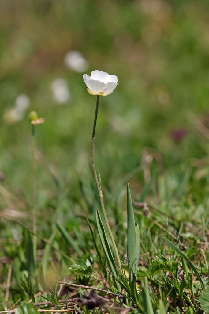 Ranunculus kuepferi vers Sorebois (Zinal, Suisse)