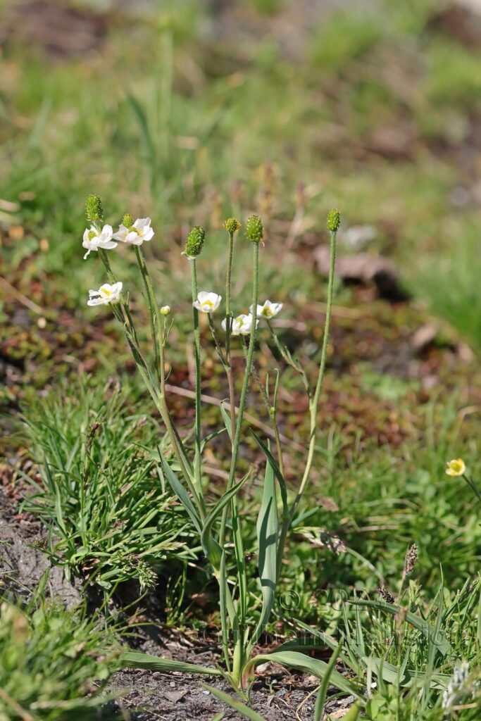 Ranunculus kuepferi vers Moiry (Suisse, Valais)