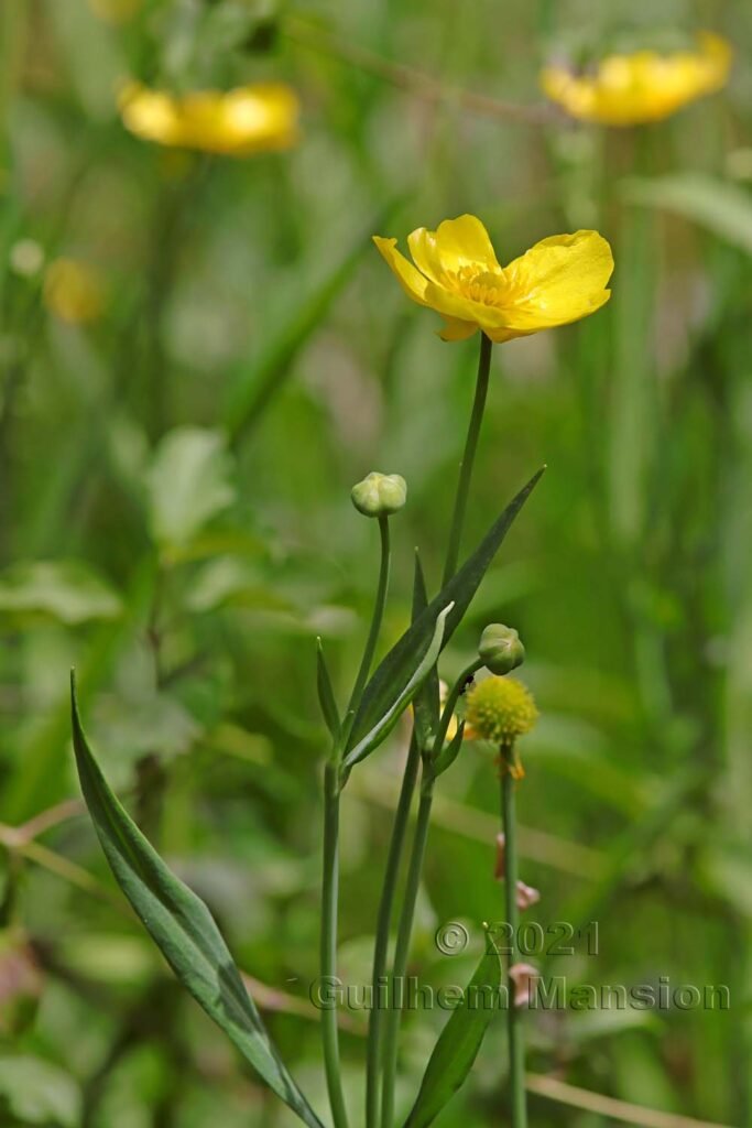 Ranunculus lingua vers Aarburg (Suisse, Argovie)