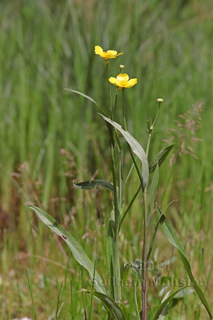 Ranunculus lingua vers Aarburg (Suisse, Argovie)