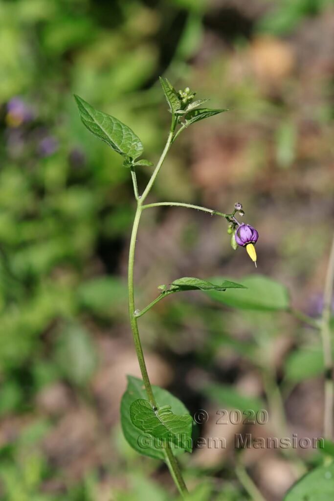 Solanum dulcamara vers Kloten (Suisse, Zurich)