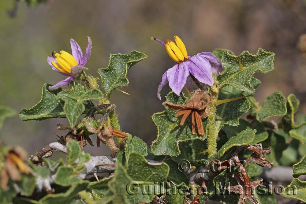 Solanum giftbergense vers Springbok (Afrique du Sud, Namaqualand)