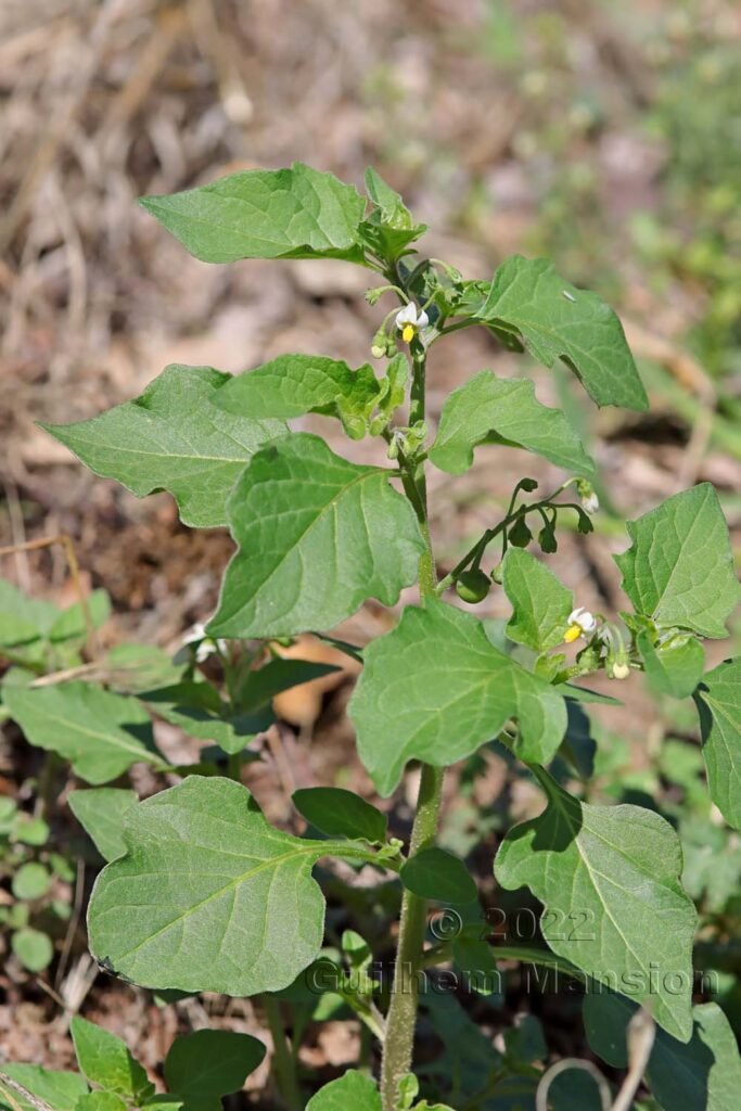 Solanum nigrum vers Crest (France, Drôme)