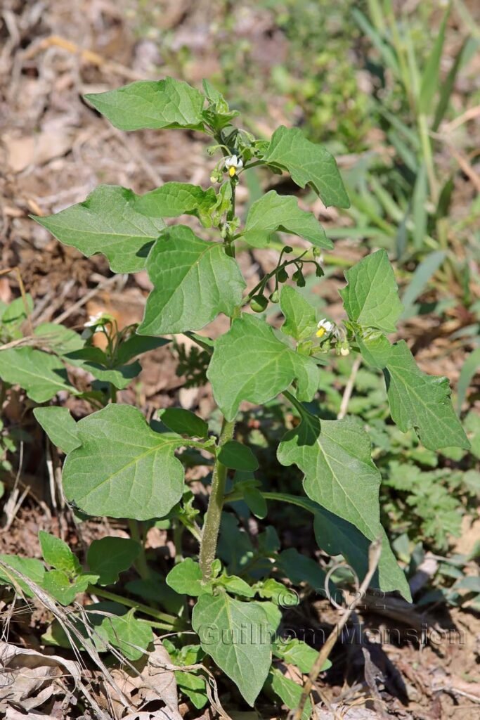 Solanum nigrum vers Crest (France, Drôme)
