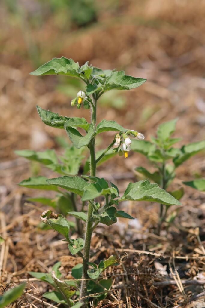 Solanum nigrum aux Follatères (Suisse, Valais)