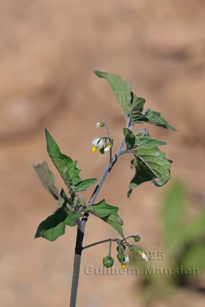 Solanum nigrum vers Nonza (France, Haute-Corse)